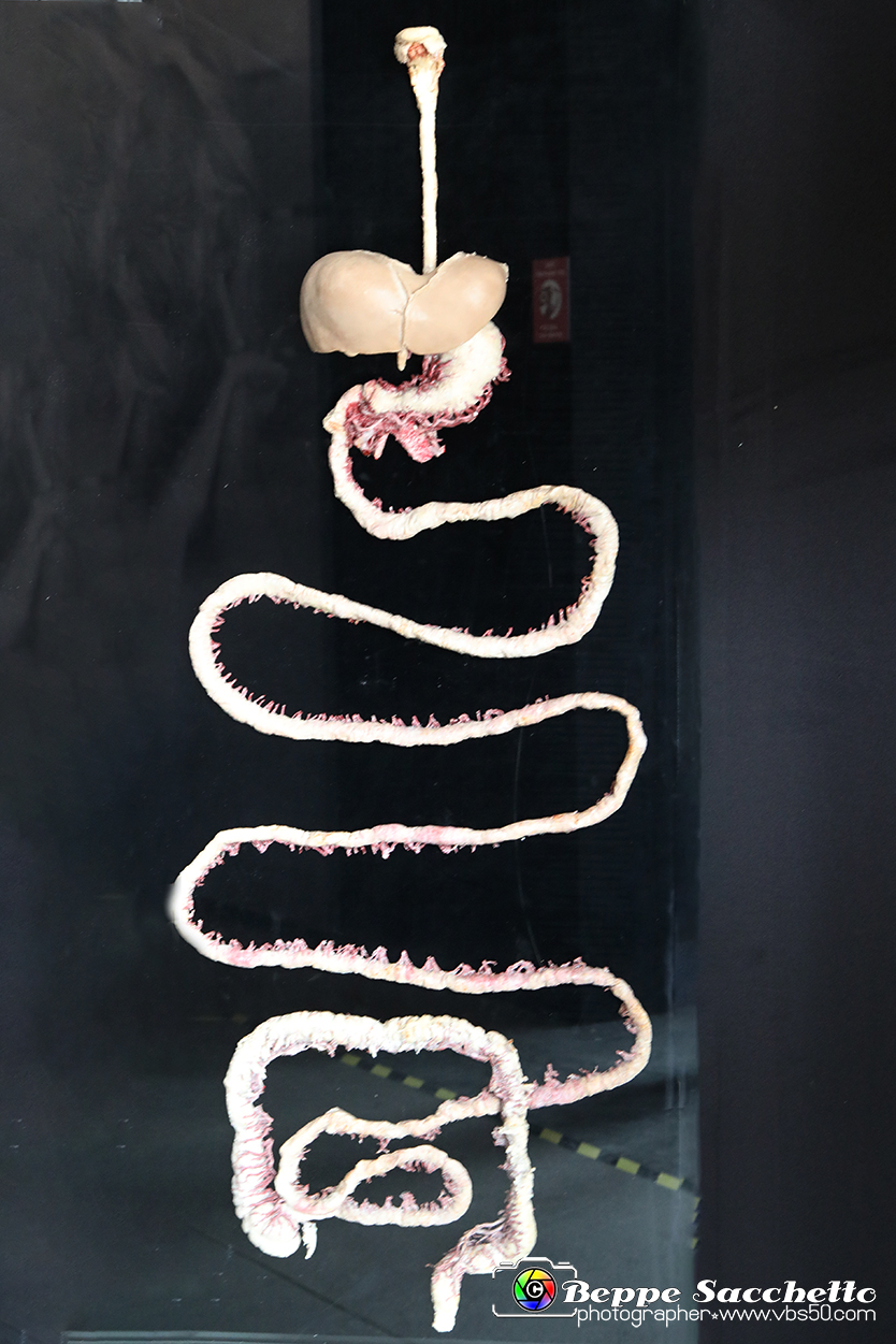 VBS_2779 - Processo digestivo - Mostra Body Worlds.jpg
